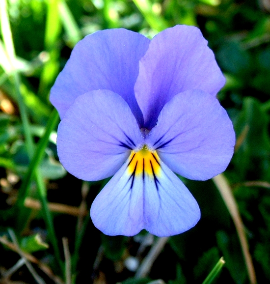 Viola eugeniae / Viola di Eugenia